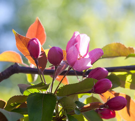 Wall Mural - Blooming apple trees. Spring flowers. Young leaves. Spring. (soft focus).
