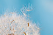 © besjunior - Dandelion. Blue background. horizontal Macro view.