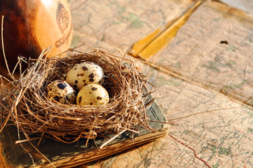 Wall Mural - Tiny bird nest on an old map