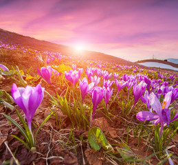Wall Mural - Colorful sunrise in the spring mountains with a field of blossom