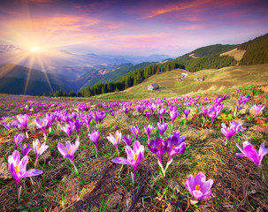 Wall Mural - Blossom of crocuses at spring in the mountains