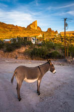 A Donkey, In Oatman, Arizona.