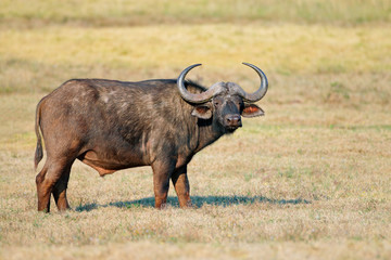 Wall Mural - african or cape buffalo in grassland