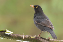 Blackbird, Turdus Merula, Single Male On Branch
