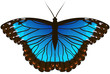 Beautiful Morpho Butterfly