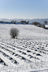 Wall Mural - champ de lavande sous la neige