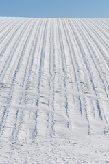 Wall Mural - champ de lavande sous la neige soufflée par le vent (Mistral)