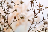 Fototapeta Dmuchawce - Dried wildflowers on light background