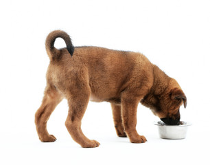 Sticker - Cute puppy eating isolated on white