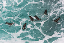 Humboldt Penguins Swimming In The Peruvian Coast At Ica Peru