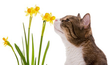 Grey Domestic Cat And Daffodils