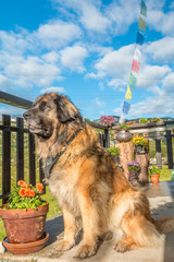 Austrian mountain dog