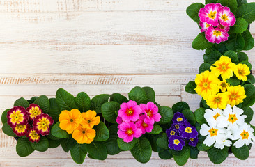 Wall Mural - Assorted colorful primula