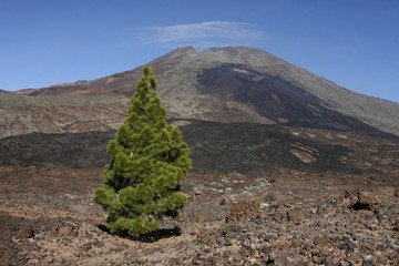 SPAIN CANARY ISLANDS TENERIFE