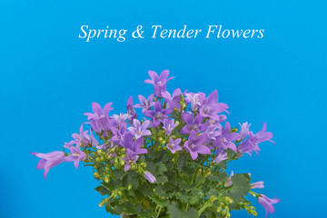 Bouquet of flowers blue bells in his hands on a blue sky backgro