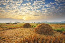 View Of Rice Fields After Harvest With The Sky On Morning