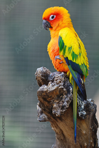 Naklejka ścienna Sun Conure