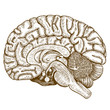 engraving antique illustration of human brain