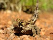 thorny devil, Australia