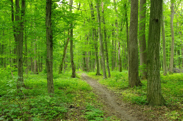  green forest