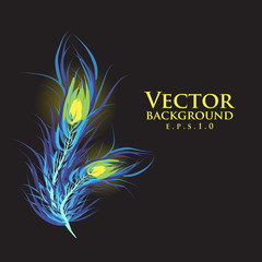 Vector two feathers peacock. Black background. Fashionable desig