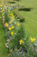 Poster - massif de tulipes et haies de buxus