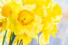 Bouquet Of Yellow Spring Daffodils Backlit, Closeup