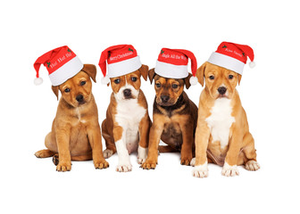 Wall Mural - Four Christmas Puppies Together