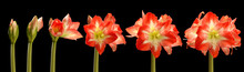 Amaryllis Flower Series