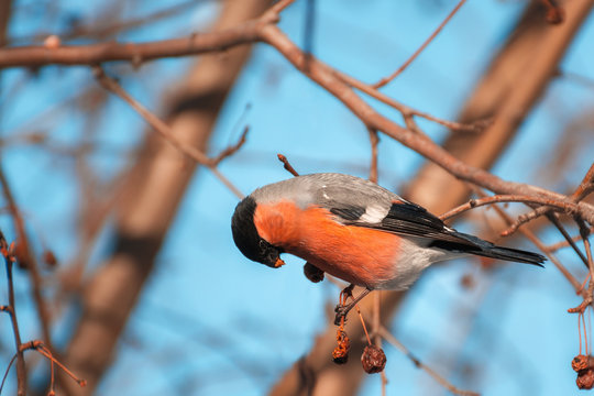 Bullfinch