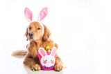 Fototapeta Panele - Easter Dog