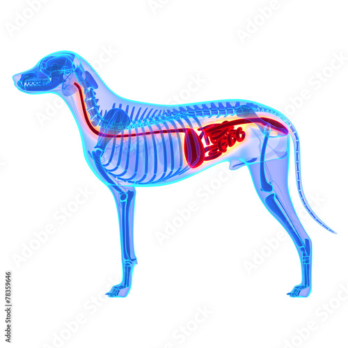 Naklejka - mata magnetyczna na lodówkę Dog Digestive System - Canis Lupus Familiaris Anatomy - isolated