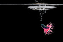 Fighting Fish In Water