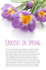  Crocuses in Spring