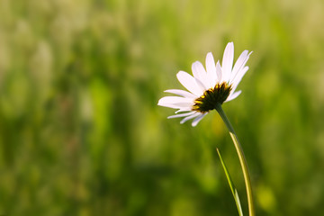 White  Daisy isolated .