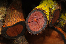 Sawed Trunk