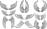 Fototapeta Dinusie - Illustration of wings collection set