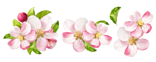 apple tree blossoms with green leaves. spring flowers set
