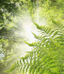 Wall Mural - fern Bush against background of sunlight through leaves