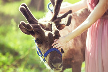Portrait Of Reindeer Next To The Girl In The Woods