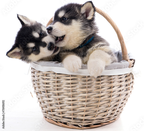 Fototapeta na wymiar deux chiots malamute dans un panier