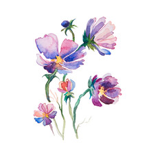 The Spring Flowers Watercolors Isolated On The White Background