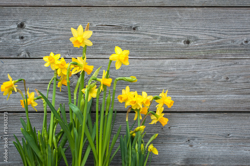 Spring daffodils against old wooden background Poster