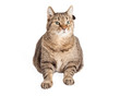 © adogslifephoto - Large Overweight Tabby Cat