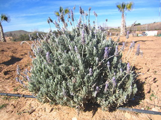 Poster - lavender with drip irrigation