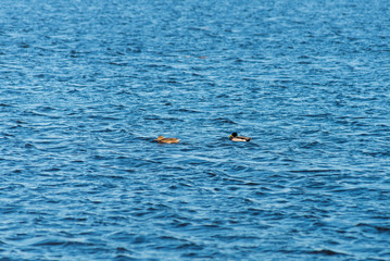 two ducks swimming on a pond near a beautiful fall sunset