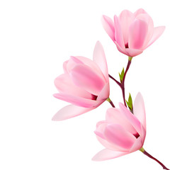 Poster - Spring background with blossom brunch of pink flowers. Vector