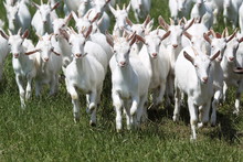 Group Of White Goats