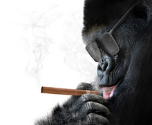 Badass Gorilla With Cool Sunglasses Smoking A Cigar Like A Boss