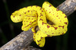 Green Tree Python  (yellow phase) hanging from a branch.